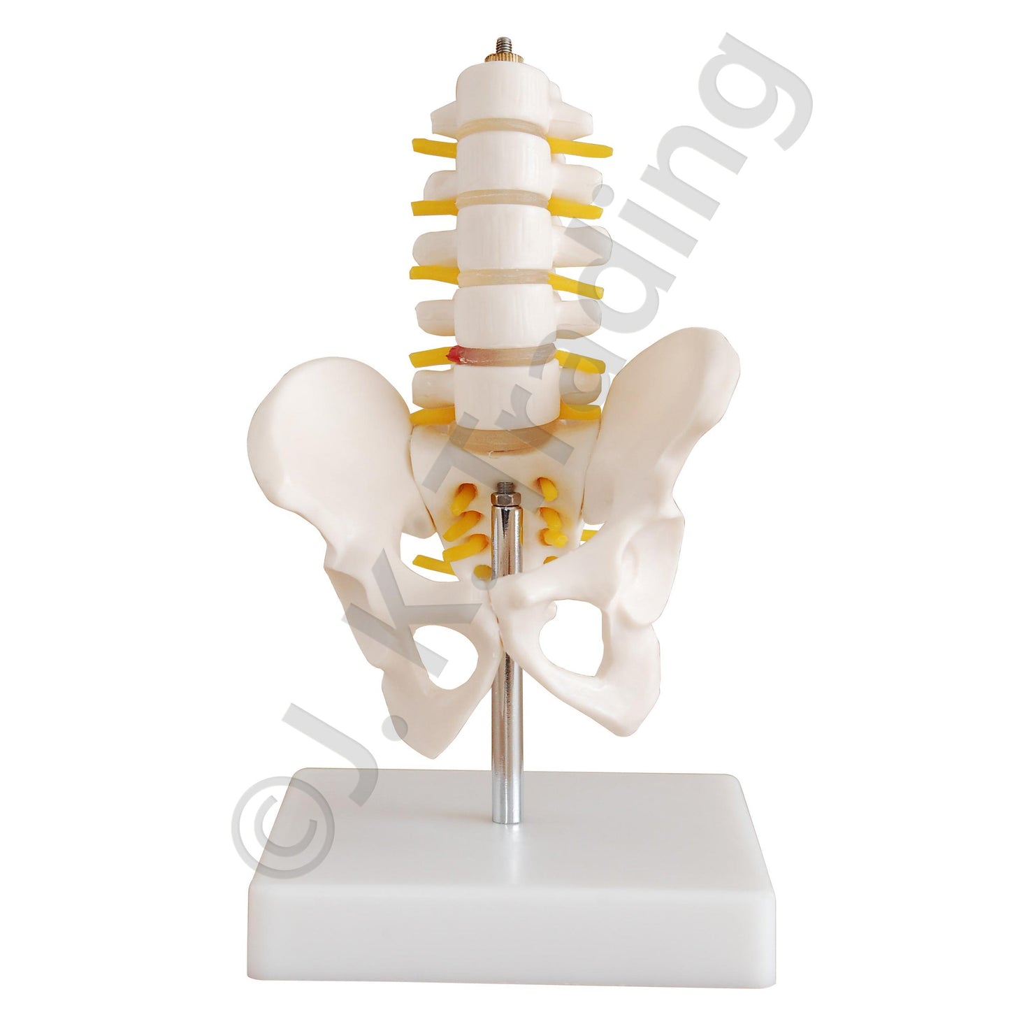 Half-Size Pelvis Model with Lumbar Vertebrae for medical and anatomy education