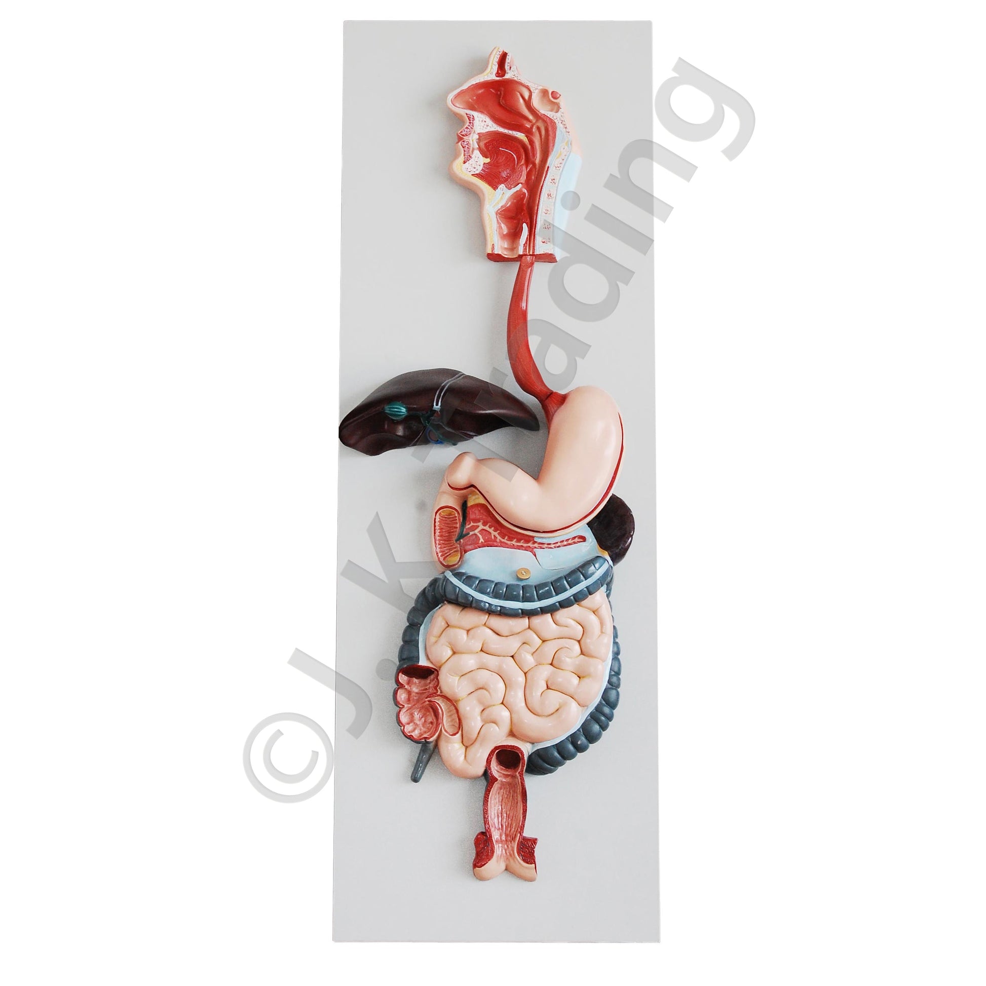 Human Digestive System Anatomy Model for medical and anatomy education