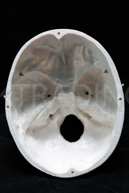 Life-Size Human Skull Anatomy Model for medical and anatomy education